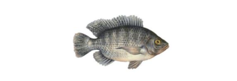 Seafood